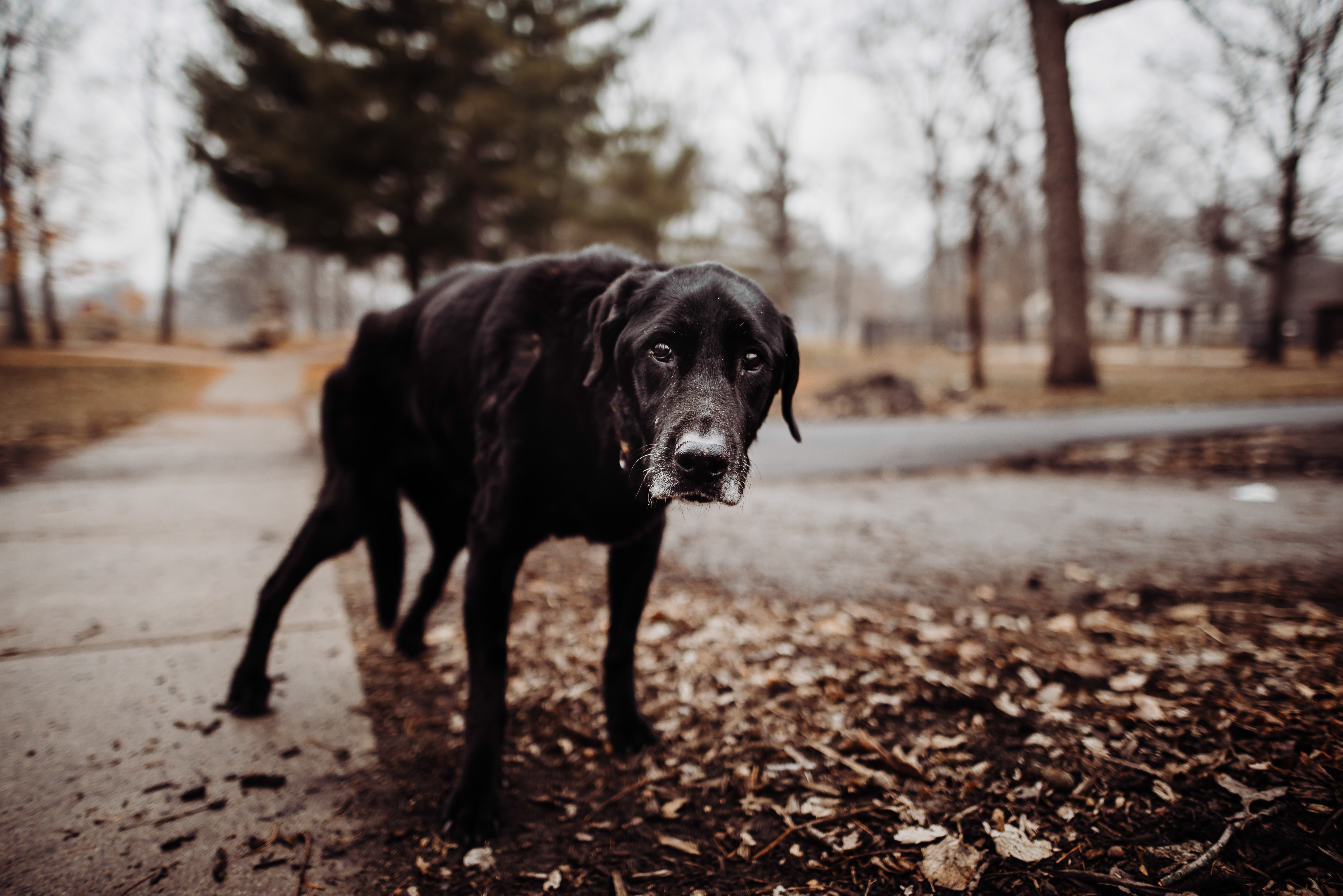 Clover’s Joy Session • Iowa Pet Photographer